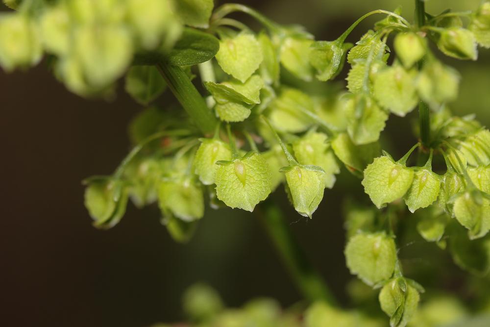 Patience à crêtes, Rumex à crêtes Rumex cristatus DC., 1813