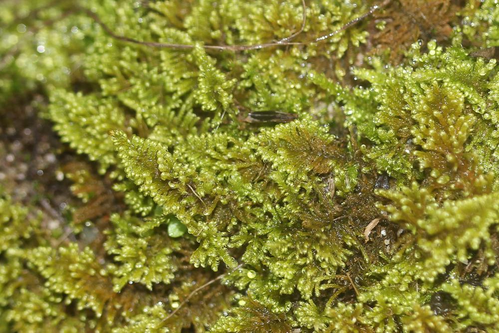 Ctenidium molluscum (Hedw.) Mitt., 1869