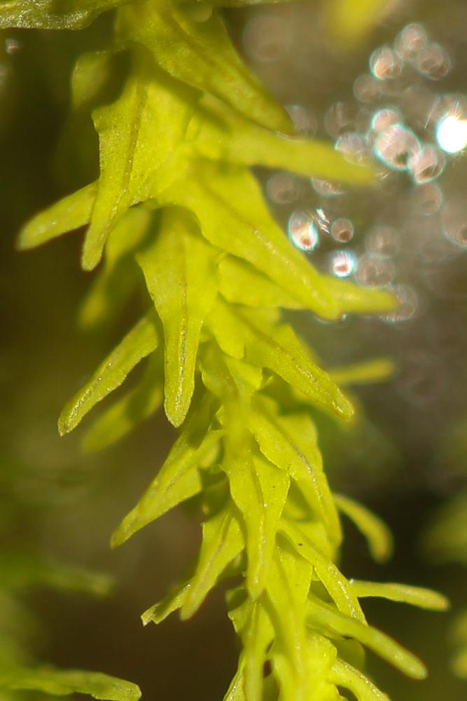  Anomodon viticulosus (Hedw.) Hook. & Taylor, 1818