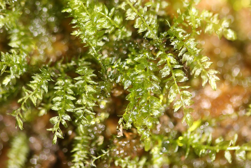  Leptodictyum riparium (Hedw.) Warnst., 1906
