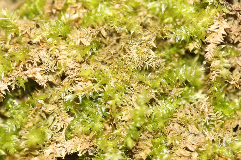  Leptodictyum riparium (Hedw.) Warnst., 1906