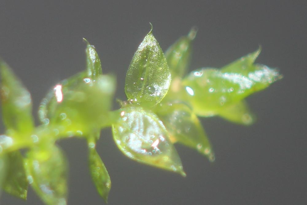 Leptodictyum riparium (Hedw.) Warnst., 1906