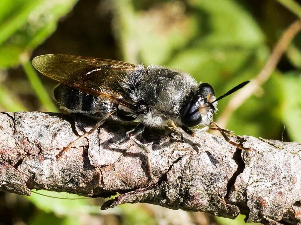  Stratiomys longicornis (Scopoli, 1763)