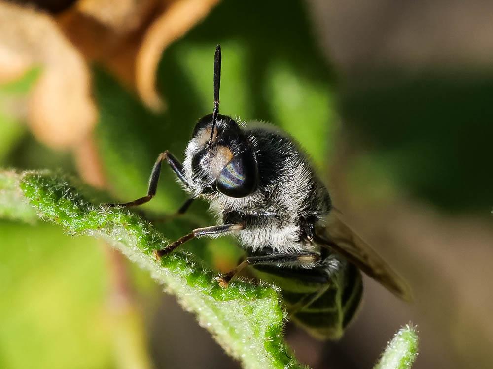 Stratiomys longicornis (Scopoli, 1763)