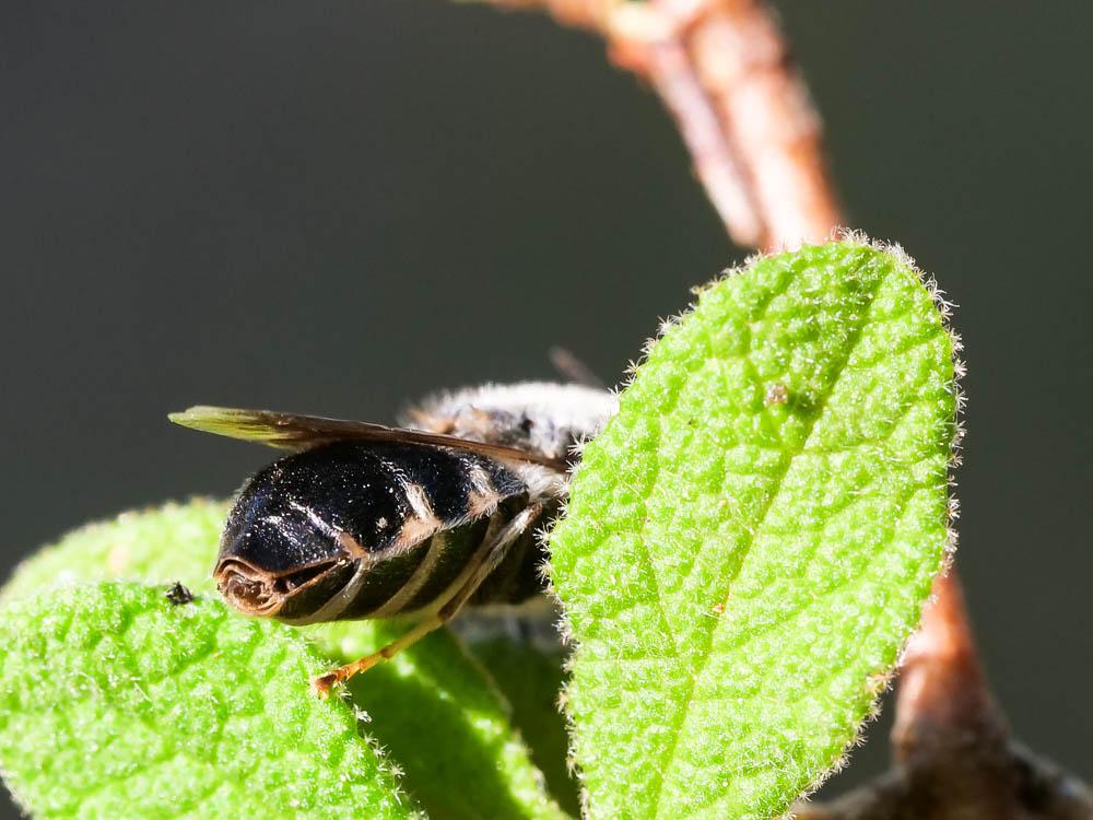  Stratiomys longicornis (Scopoli, 1763)