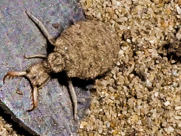  Myrmeleontidae Latreille, 1802