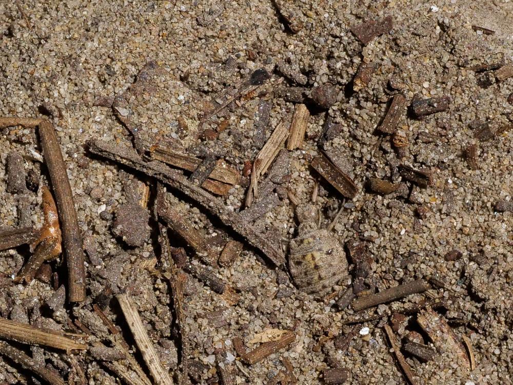  Myrmeleontidae Latreille, 1802