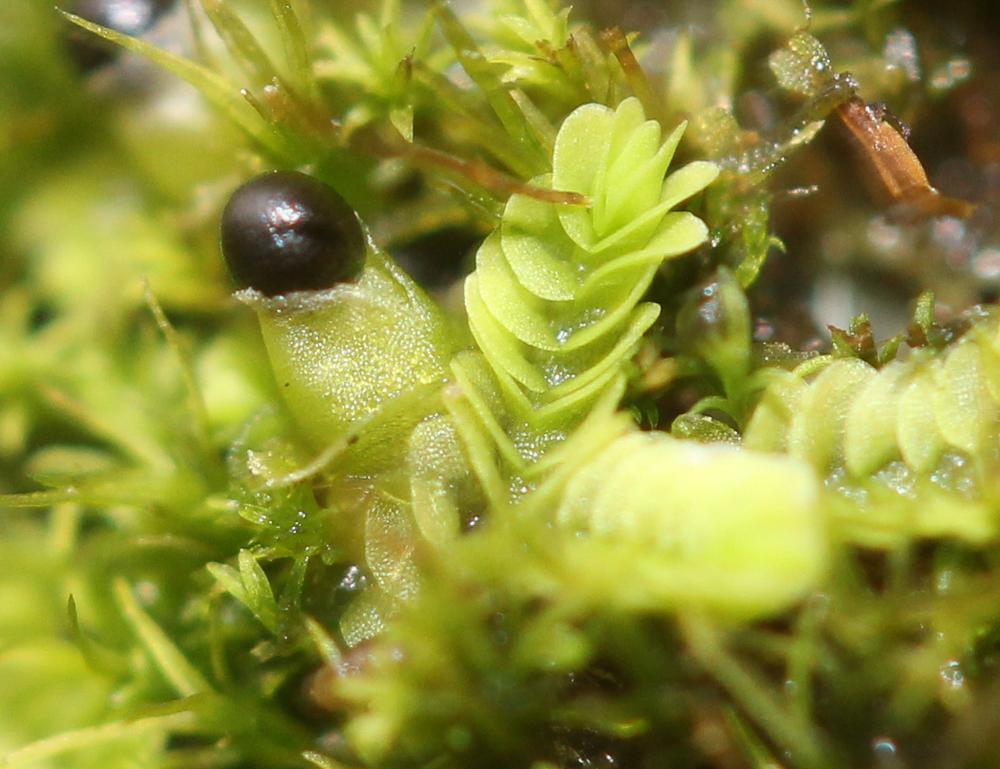 Gongylanthus ericetorum (Raddi) Nees, 1836