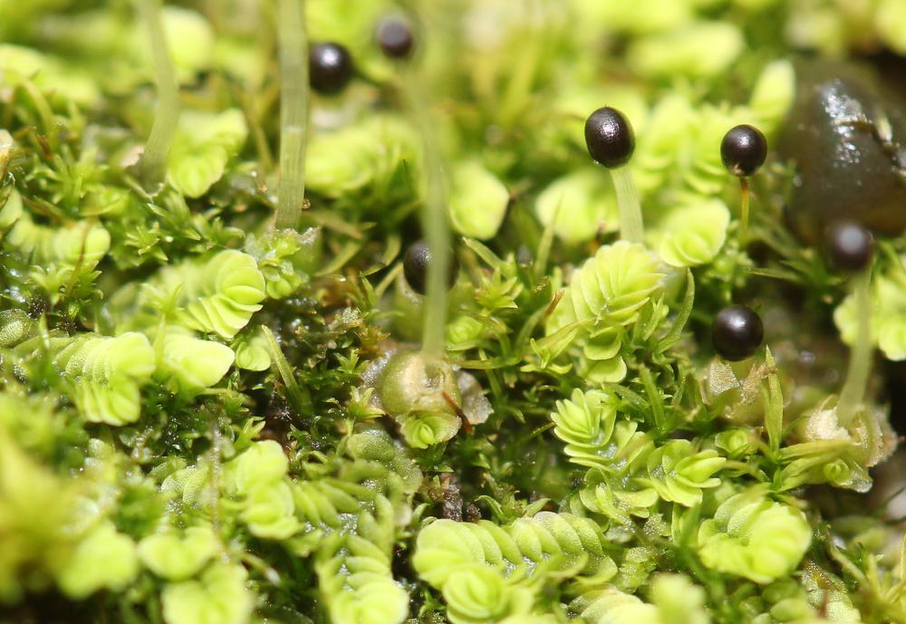 Gongylanthus ericetorum (Raddi) Nees, 1836