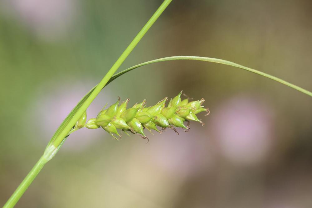 Laîche ponctuée Carex punctata Gaudin, 1811