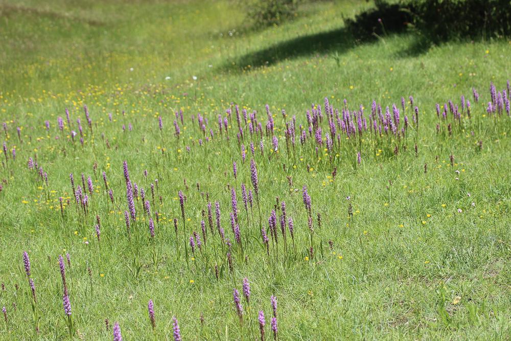 Gymnadénie moucheron, Orchis moucheron, Orchis mou Gymnadenia conopsea (L.) R.Br., 1813