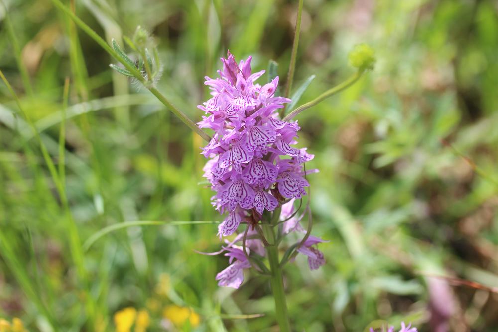 Orchis tacheté, Orchis maculé Dactylorhiza maculata (L.) Soó, 1962