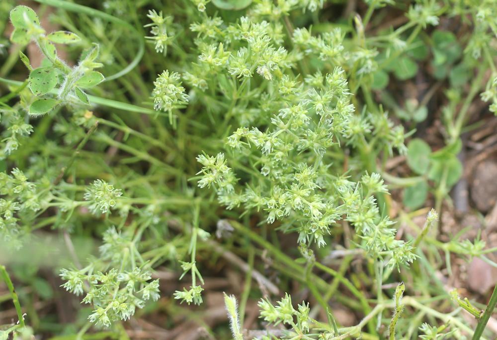 Gnavelle annuelle Scleranthus annuus L., 1753