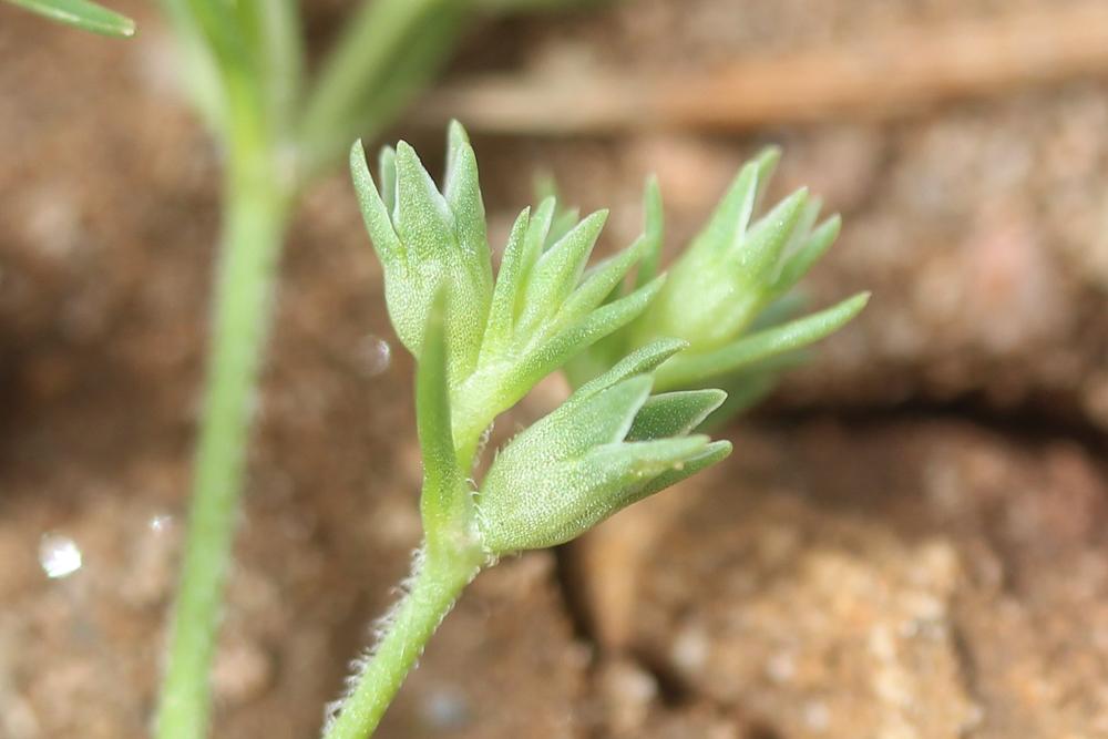 Gnavelle annuelle Scleranthus annuus L., 1753