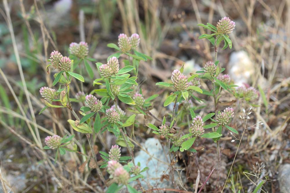 Trèfle de Boccone Trifolium bocconei Savi, 1808