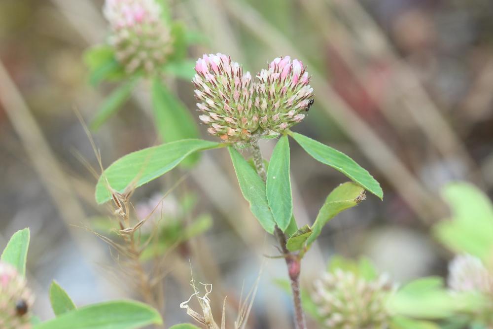 Trèfle de Boccone Trifolium bocconei Savi, 1808