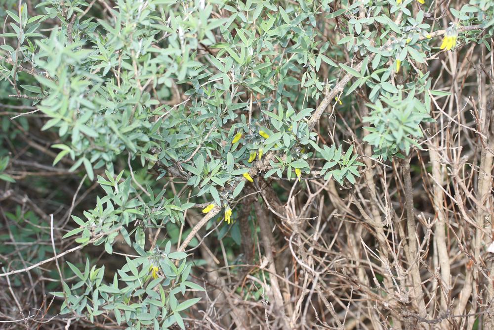 Anagyre fétide, Bois puant Anagyris foetida L., 1753