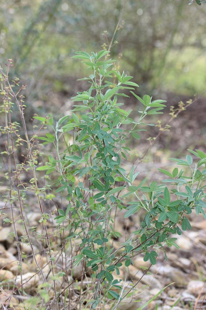 Anagyre fétide, Bois puant Anagyris foetida L., 1753