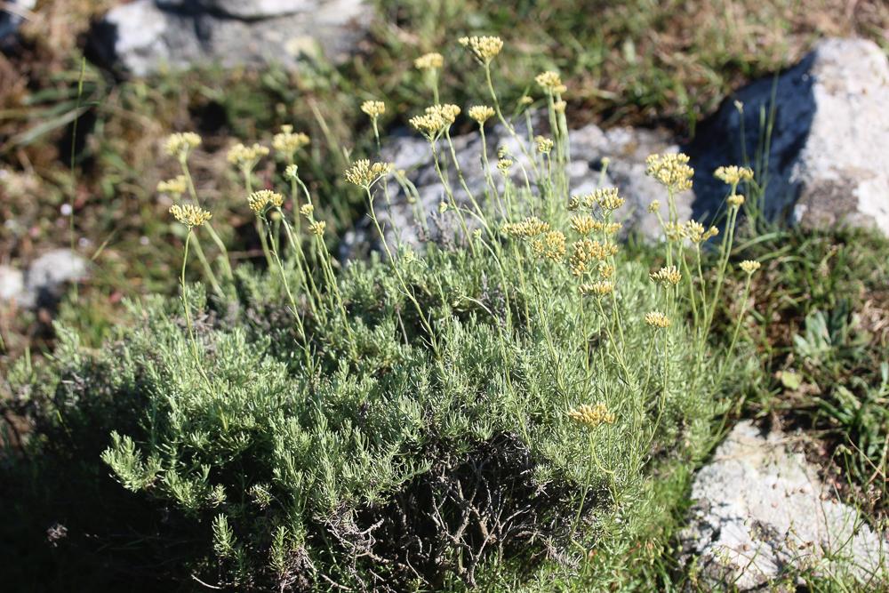 Immortelle d'Italie, Éternelle jaune Helichrysum italicum (Roth) G.Don, 1830