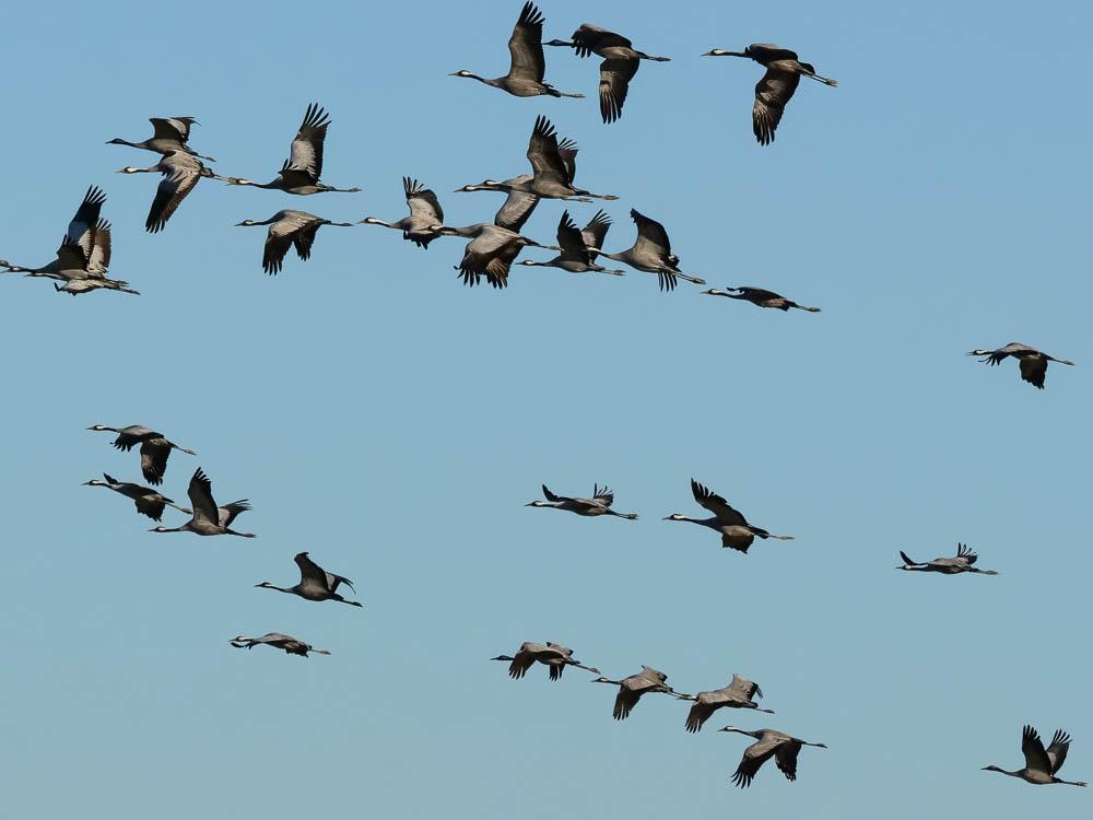 Grue cendrée Grus grus (Linnaeus, 1758)