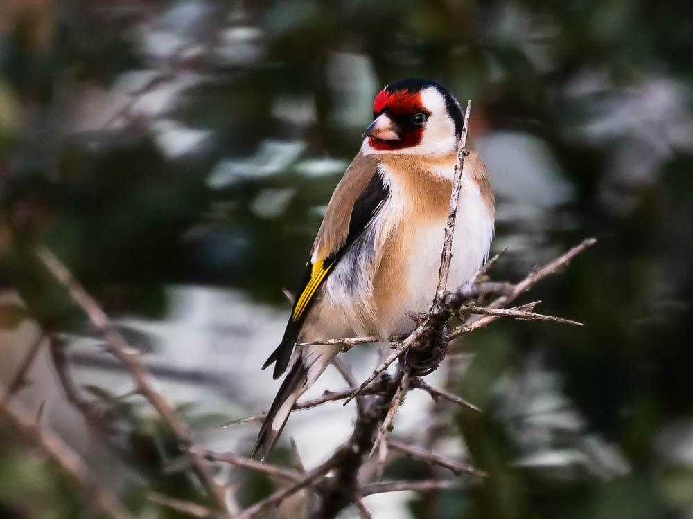 Chardonneret élégant Carduelis carduelis (Linnaeus, 1758)