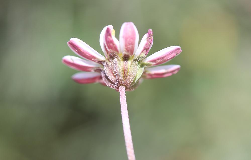 Pâquerette à feuilles spatulées Bellium bellidioides L., 1771
