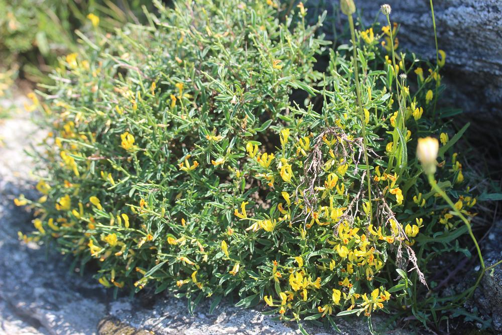 Genêt de Corse Genista corsica (Loisel.) DC., 1815