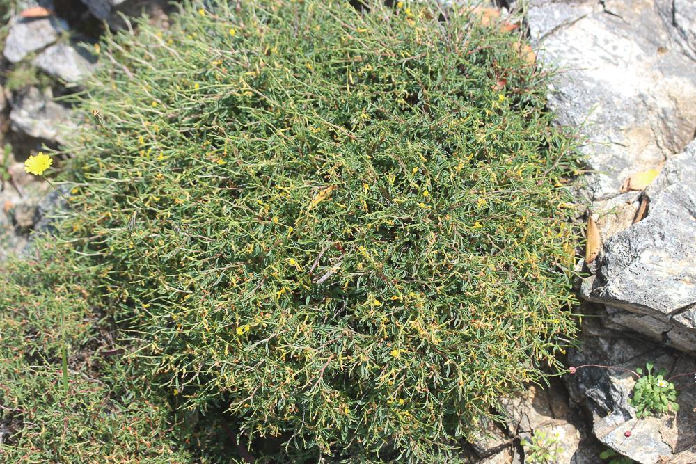 Genêt de Corse Genista corsica (Loisel.) DC., 1815