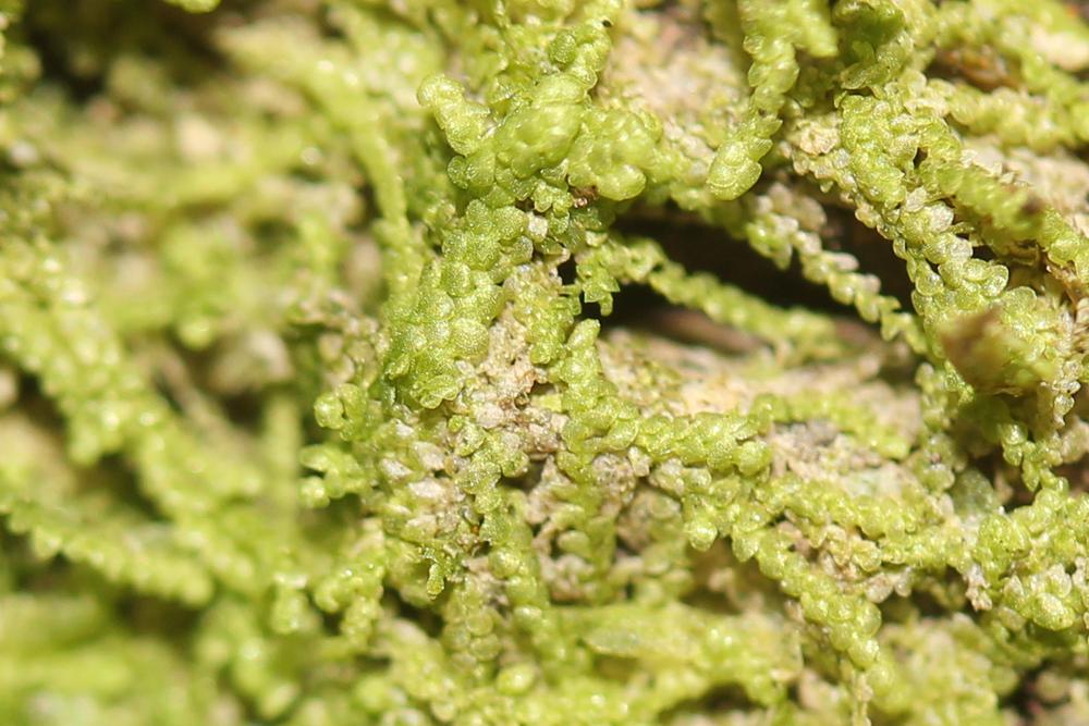 Lejeunea cavifolia (Ehrh.) Lindb., 1871