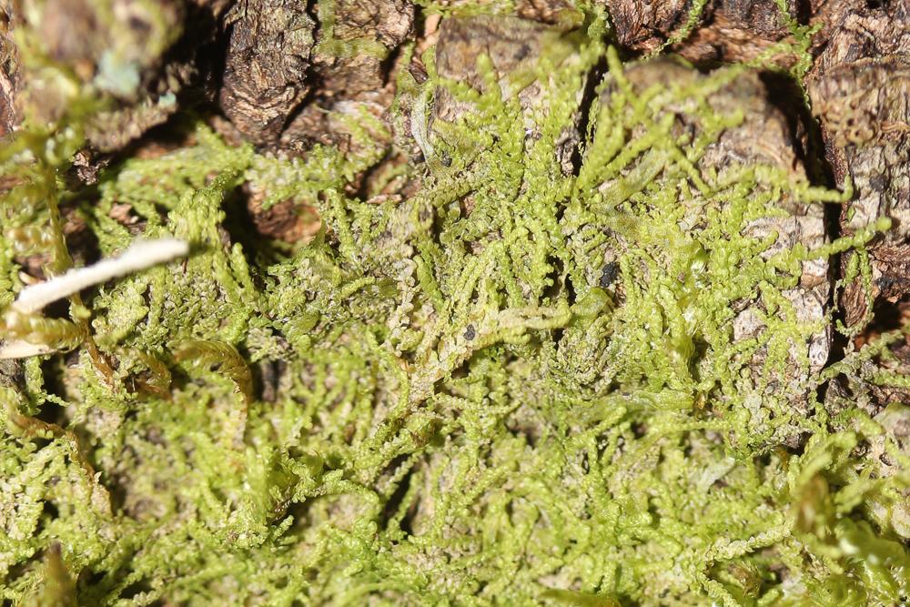  Lejeunea cavifolia (Ehrh.) Lindb., 1871