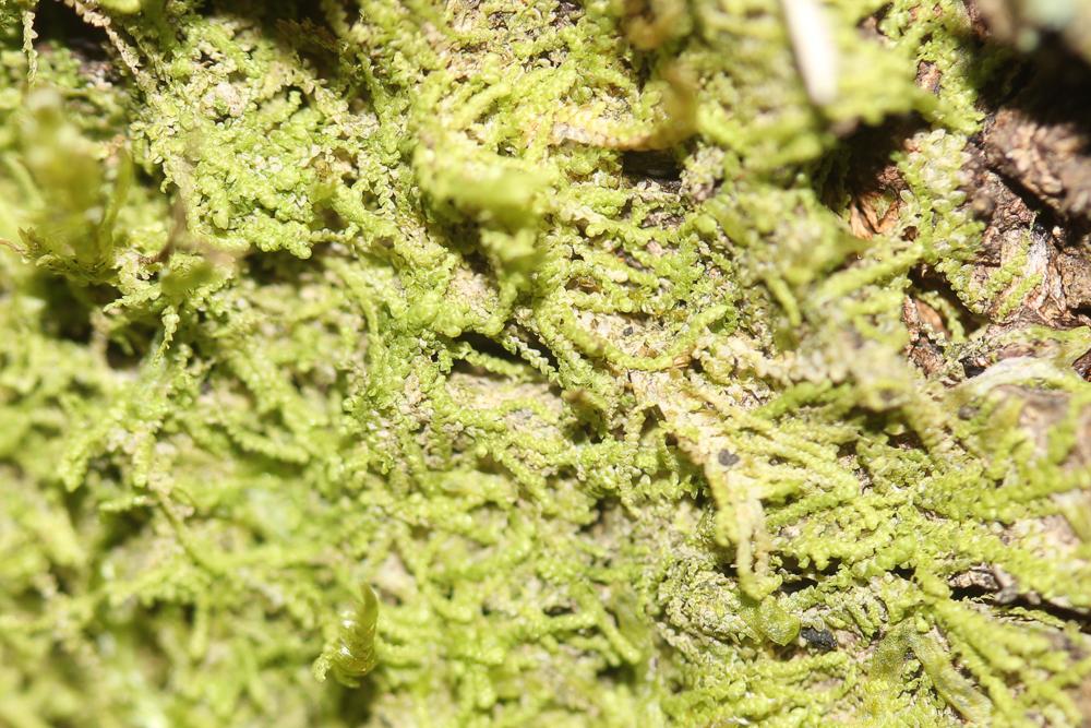  Lejeunea cavifolia (Ehrh.) Lindb., 1871