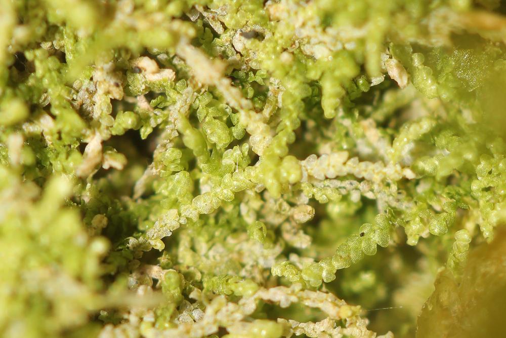  Lejeunea cavifolia (Ehrh.) Lindb., 1871
