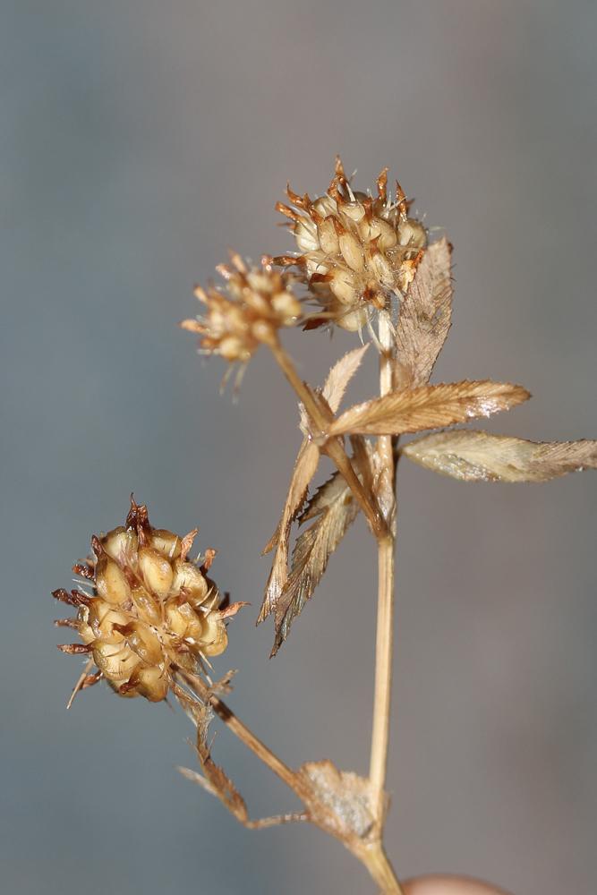 Trèfle raide Trifolium strictum L., 1755