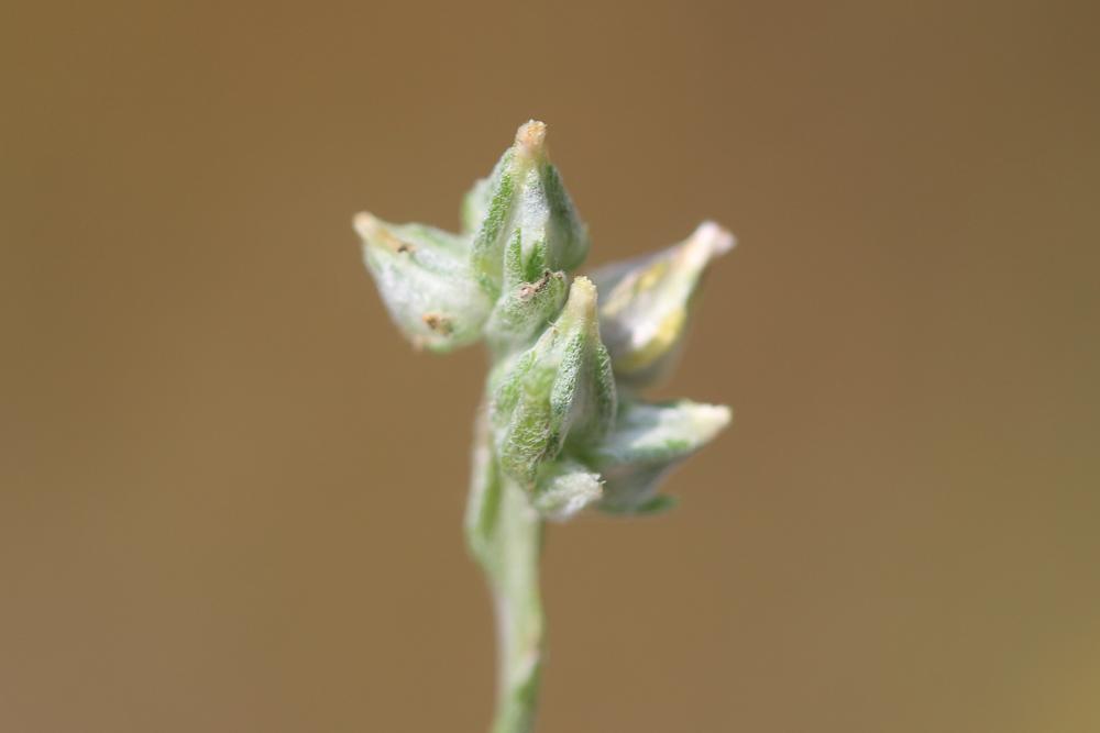 Cotonnière naine, Gnaphale nain Logfia minima (Sm.) Dumort., 1827