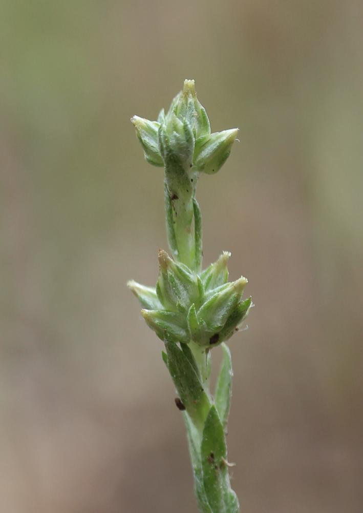 Cotonnière naine, Gnaphale nain Logfia minima (Sm.) Dumort., 1827