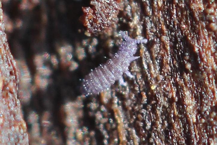 Ceratophysella Börner, 1932