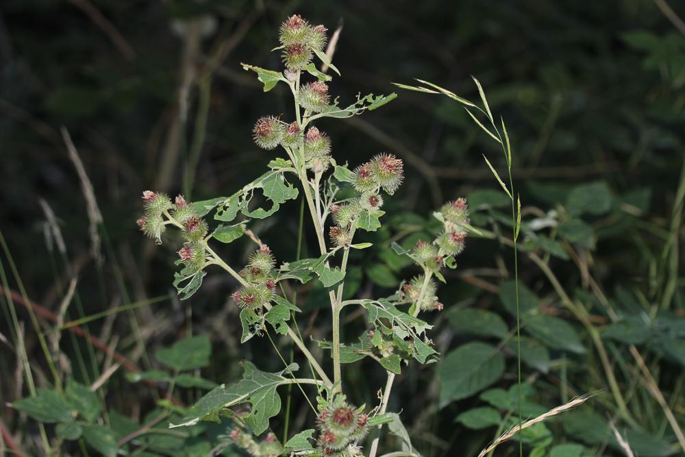 Bardane des bois Arctium nemorosum Lej., 1833