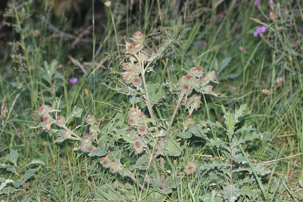 Bardane des bois Arctium nemorosum Lej., 1833