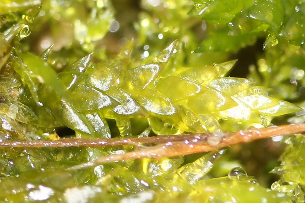  Calliergonella cuspidata (Hedw.) Loeske, 1911