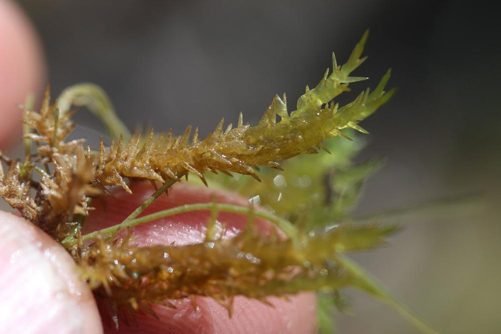 Calliergonella cuspidata (Hedw.) Loeske, 1911