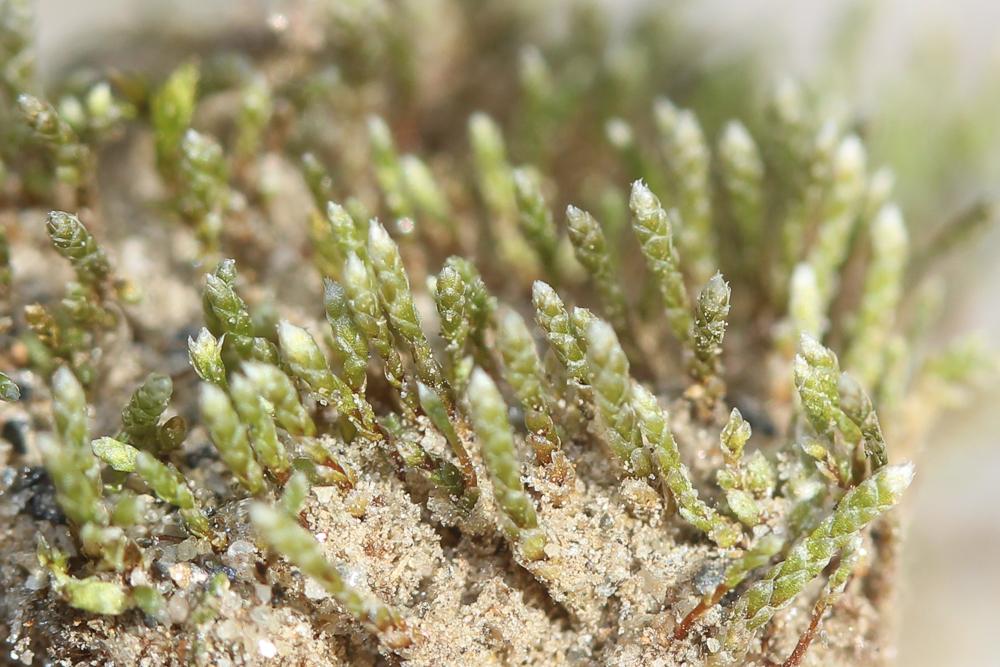 Bryum argenteum Hedw., 1801