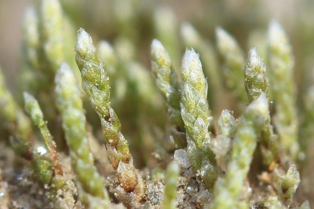 Bryum argenteum Hedw., 1801