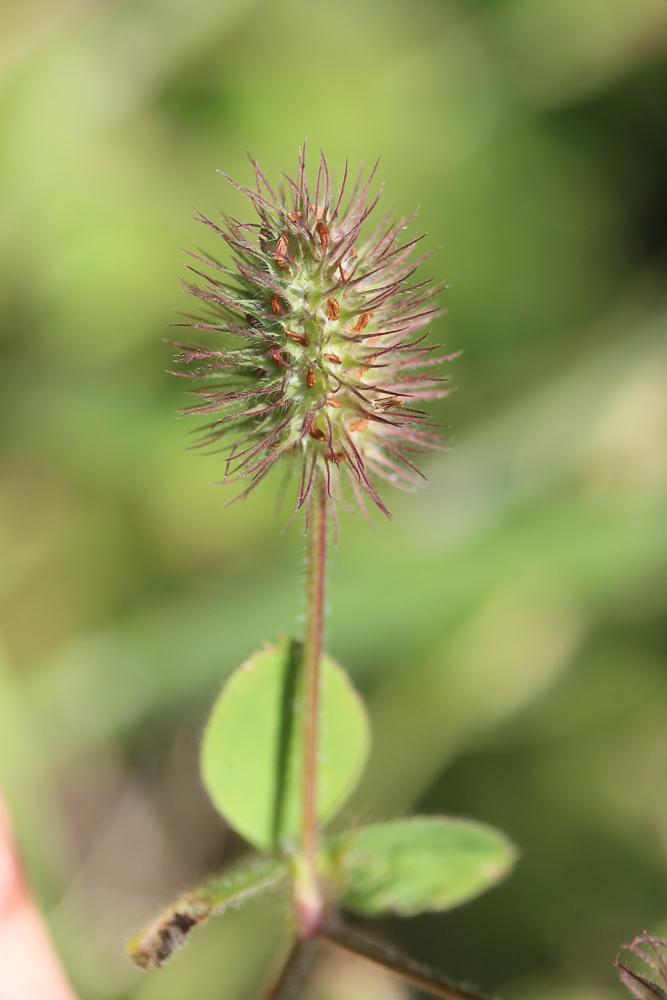 Trèfle de Ligurie Trifolium ligusticum Balb. ex Loisel., 1807