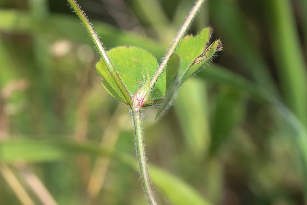 Trèfle de Ligurie Trifolium ligusticum Balb. ex Loisel., 1807