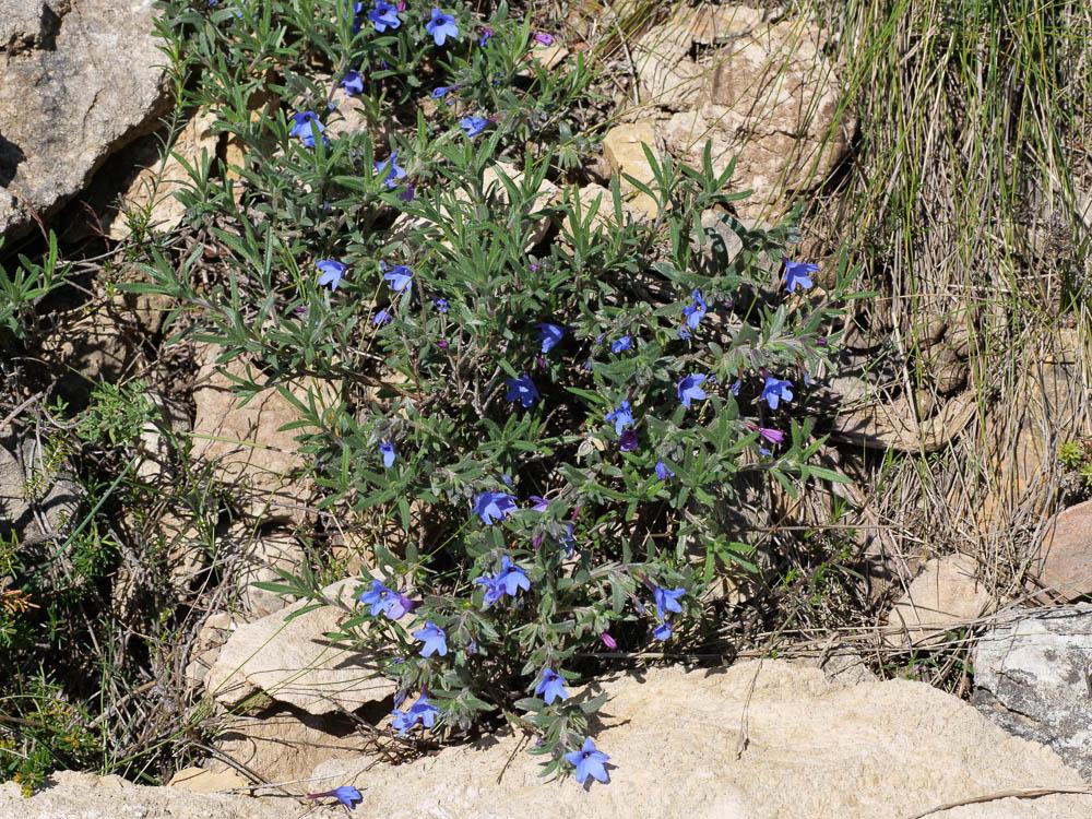 Grémil ligneux Lithodora fruticosa (L.) Griseb., 1844