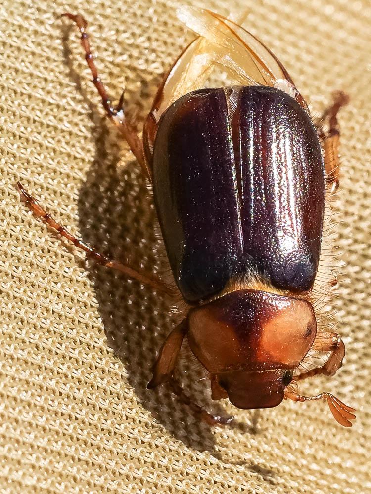  Rhizotrogus aestivus (Olivier, 1789)
