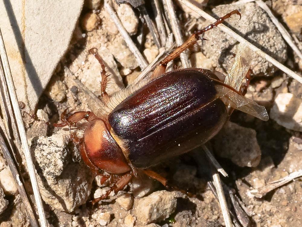  Rhizotrogus aestivus (Olivier, 1789)