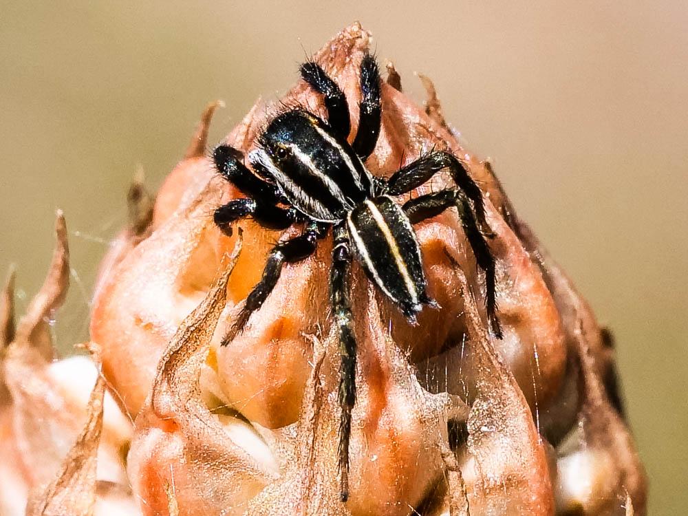  Phlegra bresnieri (Lucas, 1846)