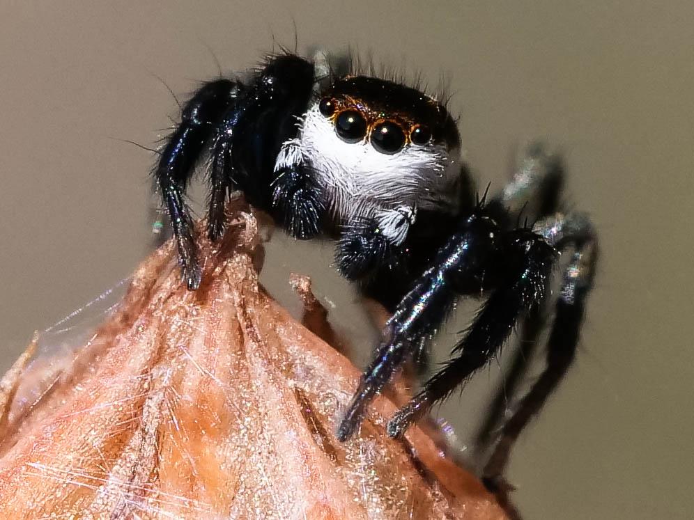  Phlegra bresnieri (Lucas, 1846)