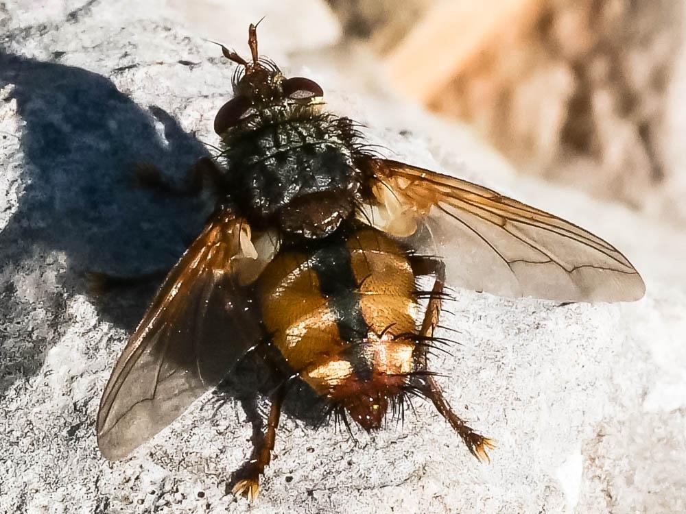 Tachina fera (Linnaeus, 1760)